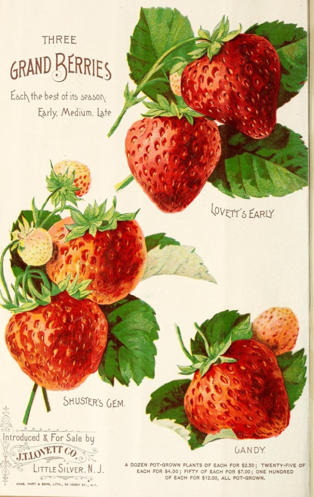 Eine Buchseite mit ein paar Erdbeeren und Blättern darauf, zusammen mit gedrucktem Text.