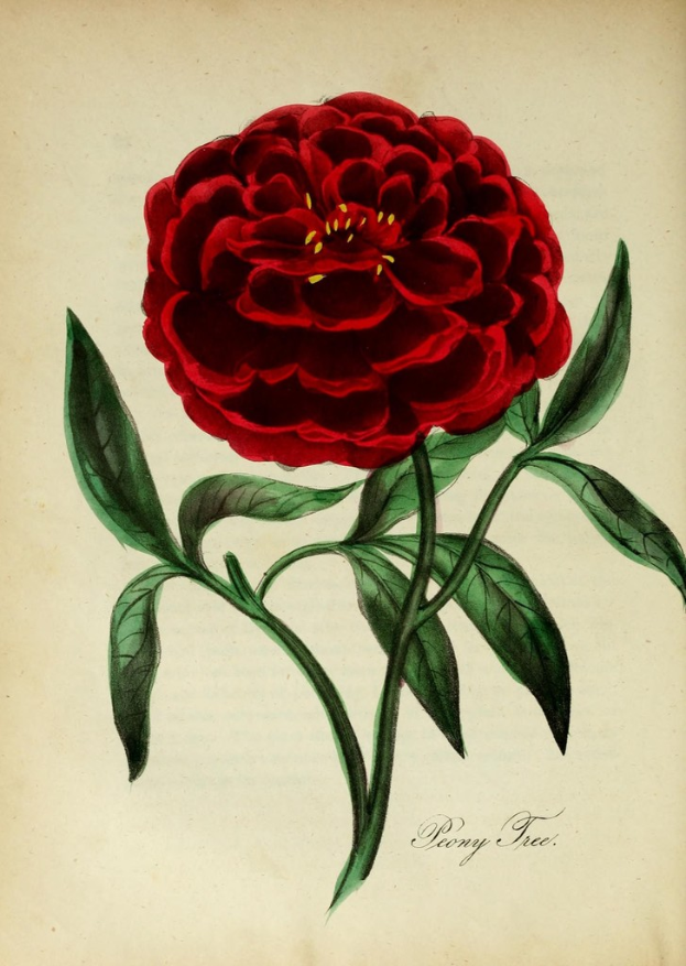 Ein Gemälde mit einer roten Rose und dem Künstlernamen unten rechts.