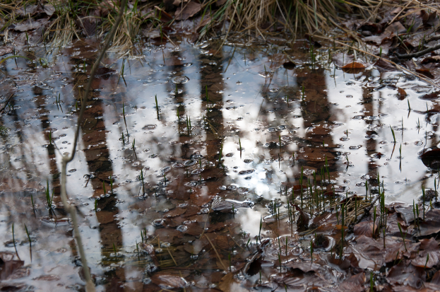 Wasser mit untergetauchten Pflanzen, schwimmenden Blättern und Blasen.