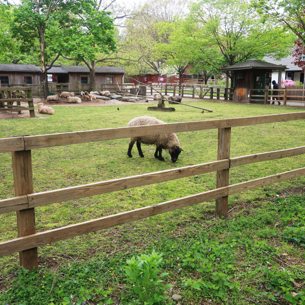 Schaf auf einer eingezäunten Fläche mit einem Holzzaun, umgeben von grünem Gras und Pflanzen, mit Häusern, Bäumen und einem klaren blauen Himmel im Hintergrund.