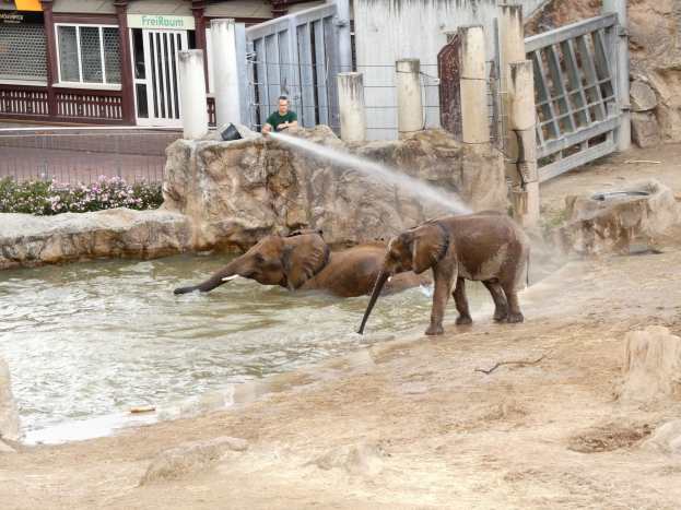 Zwei Elefanten spielen im Wasser in einem Zoo, während eine Person sie besprüht, mit Felsen, blühenden Pflanzen, einem Zaun, einem Gebäude mit Fenstern, einer Schautafel und einem Dach mit Lampen im Hintergrund.