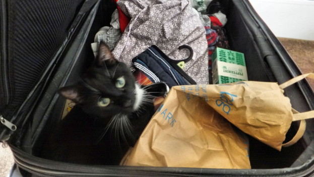 Ein Koffer mit einer Katze darin, umgeben von Kleidung.