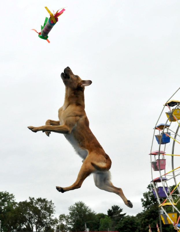 Ein Hund ist mittendrin in einem Sprung, um ein Objekt zu fangen, mit Bäumen, einem großen Riesenrad und dem Himmel im Hintergrund.