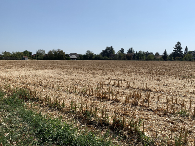 Ein Maisfeld in ländlicher Umgebung mit Gras, Bäumen, Häusern im Hintergrund und einem klaren blauen Himmel.