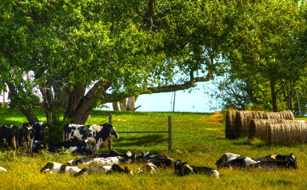 Kühe stehen auf grünem Gras mit Bäumen und trockenem Gras im Hintergrund.