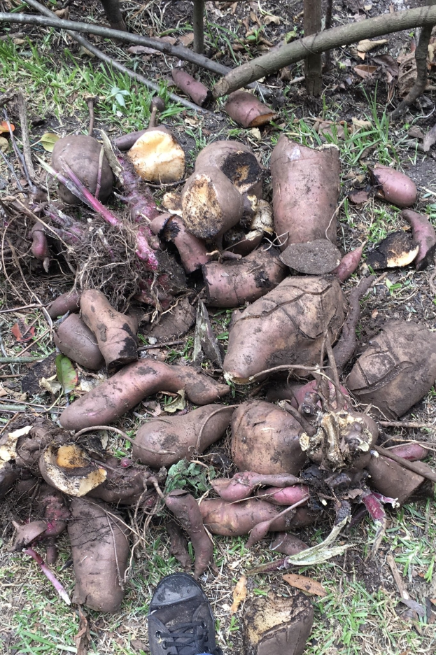 Eine Person steht neben einem Haufen Süßkartoffeln auf dem Boden, umgeben von Gras, trockenen Blättern, Zweigen und Holzstöcken, mit einem Schuh im Vordergrund.