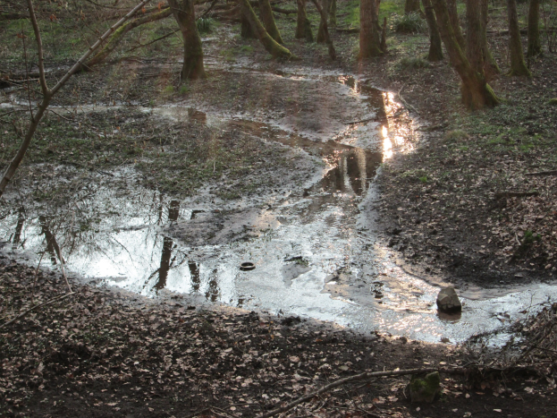 Ein kleiner, stiller Tümpel klaren Wassers in einem Wald, der die umliegenden Bäume und trockenen Blätter spiegelt.