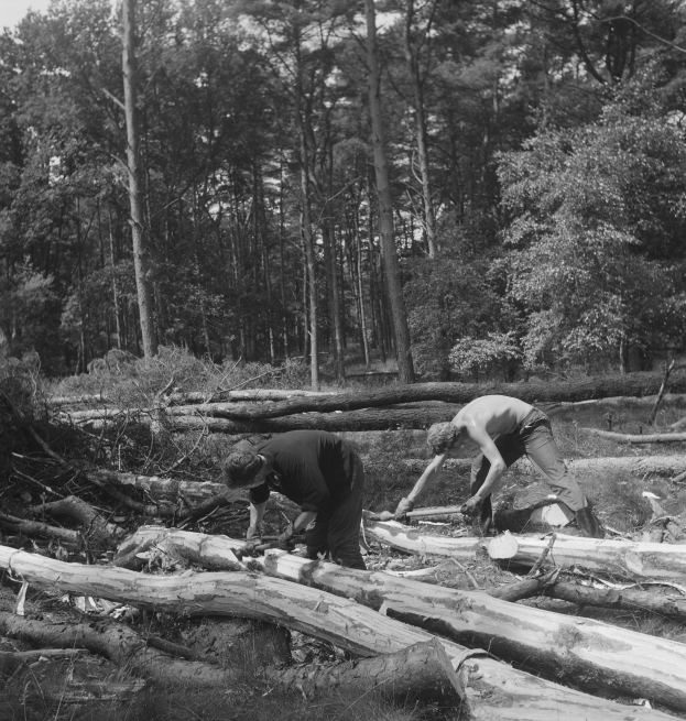 Zwei Männer arbeiten in einem bewaldeten Gebiet an einem umgestürzten Baumstamm, umgeben von Bäumen unter einem klaren Himmel in Schwarz-Weiß.
