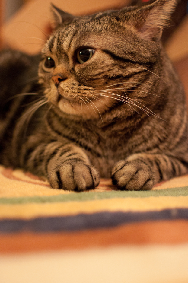 Eine Katze wird gezeigt.