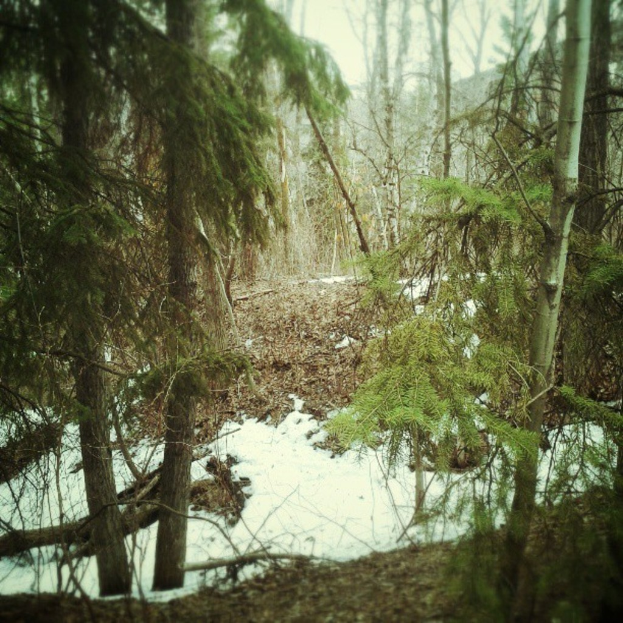 Eine Baumgruppe in einem Wald mit Gras und Schnee unten.