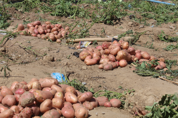 Ein Haufen Kartoffeln auf einem Feld umgeben von Pflanzen, einer Leitung und anderen Gegenständen.