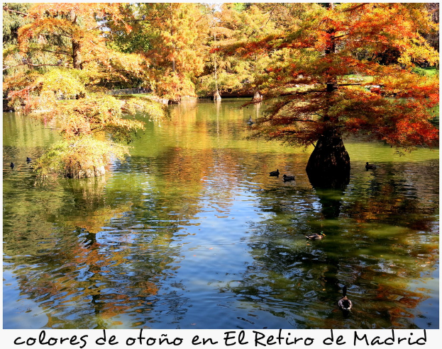 Eine friedliche Outdoor-Szene mit einem See, auf dem ein paar Enten schwimmen, Bäumen im Hintergrund und Text am unteren Rand des Bildes.