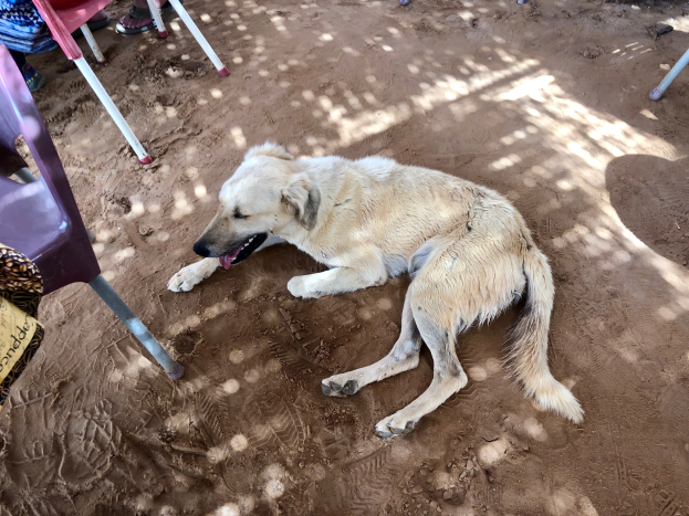 Ein verstörter streunender Hund liegt auf dem Boden neben einem Stuhl, umgeben von ein paar sitzenden Menschen, die versuchen, ihn zu beruhigen.