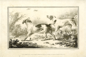 Zwei Hunde laufen durch einen bewaldeten Bereich mit Grün, mit Text am unteren Bildrand.