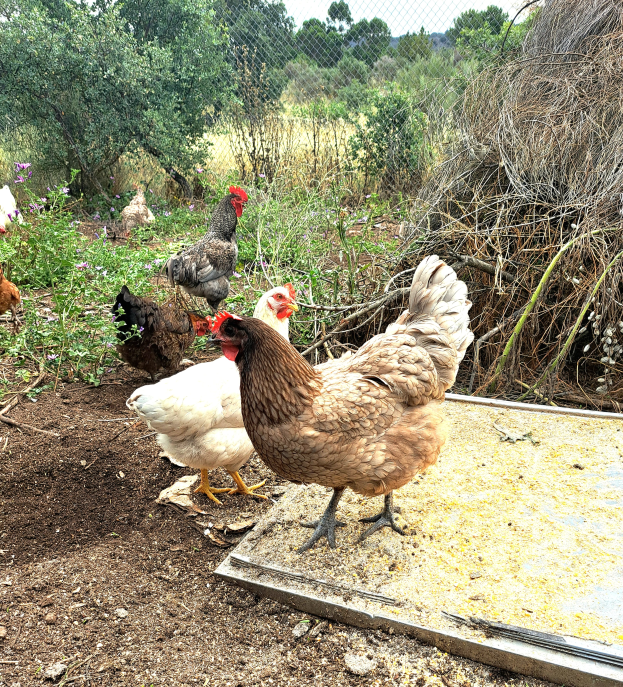 Eine Gruppe von Hühner auf einem Erdreichfeld umgeben von Pflanzen und Bäumen, mit Maschendrahtzaun im Hintergrund und einem klaren blauen Himmel darüber.