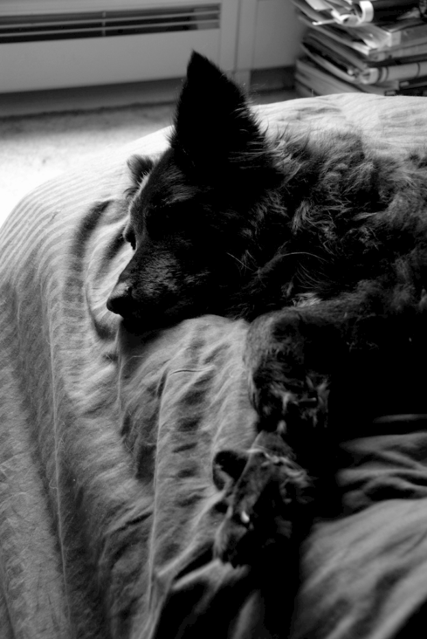 Ein Hund liegt auf einem Bett neben einer Decke, mit Büchern und Aktenordnern auf einem Holzregal in der oberen rechten Ecke.
