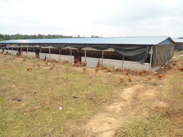 Großes Hühnerfarm mit zahlreichen Hühnern, grünem Gras, Bäumen im Hintergrund und weißen Wolken am Himmel.