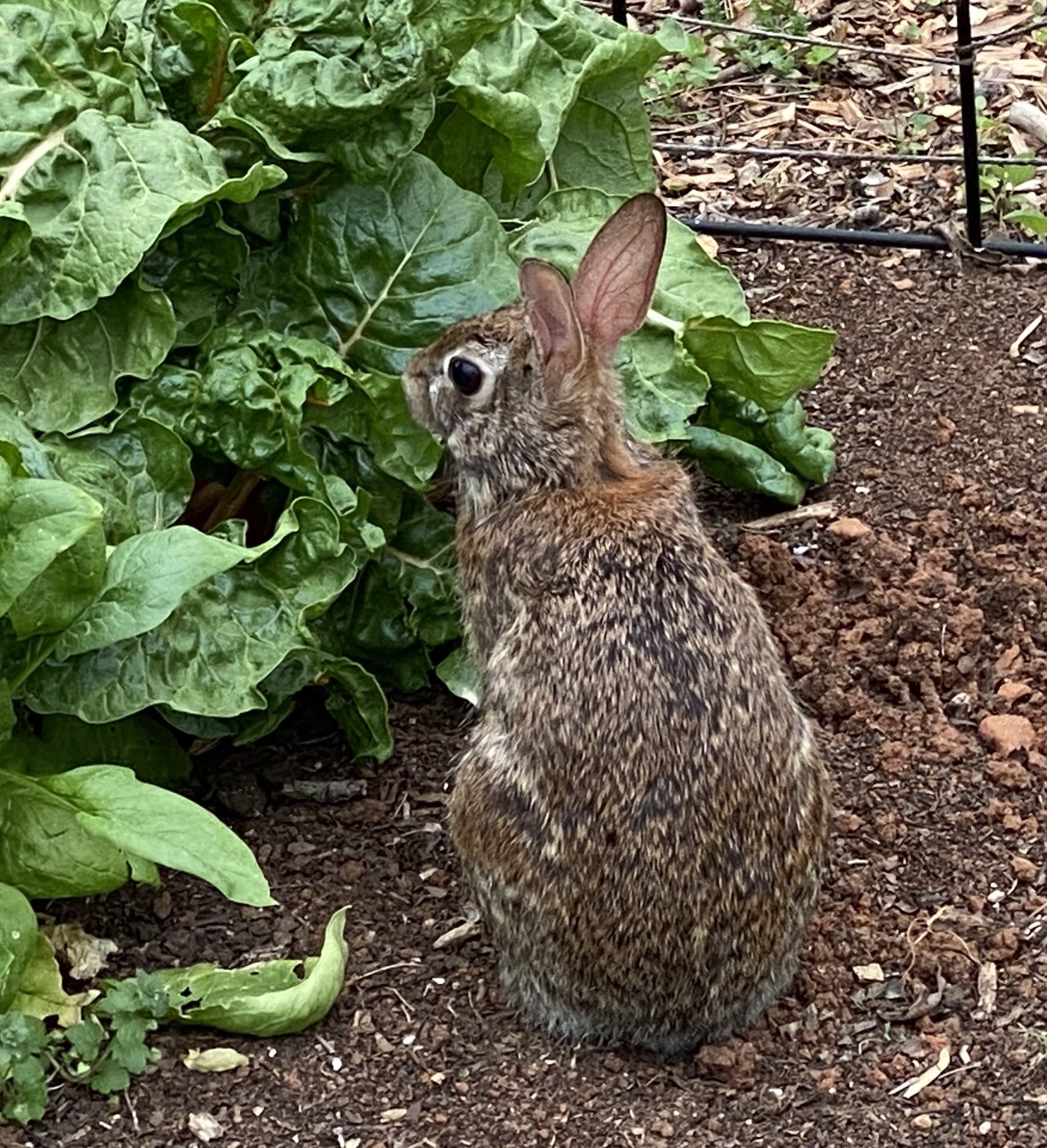 Ein Kaninchen sitzt im Dreck neben einer Pflanze, umgeben von Blättern, in einem von einem Zaun umgebenen Garten.